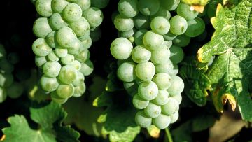 Peronospora sicher bekämpfen – wie geht das?